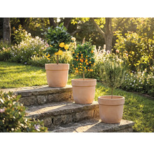 Trei plante în ghivece pe trepte de piatră în grădină: lămâi, mandarin și rozmarin.