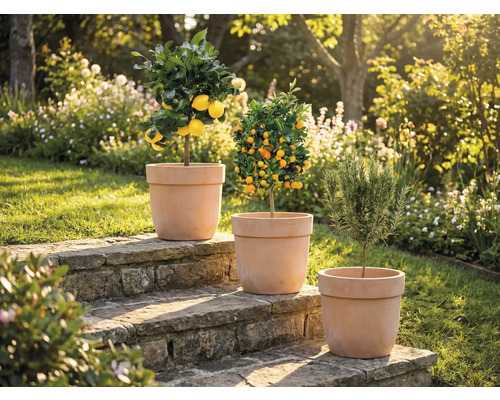 Trei plante în ghivece pe trepte de piatră în grădină: lămâi, mandarin și rozmarin.