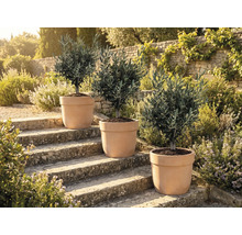 Trei măslini în ghivece pe trepte de piatră în aer liber.