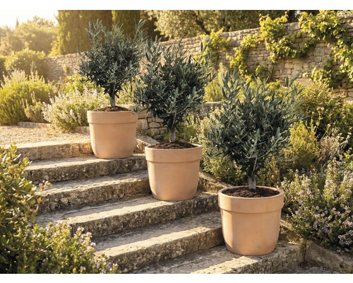 Trei măslini în ghivece pe trepte de piatră în aer liber.