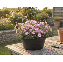 Garofițe într-un ghiveci pe o masă de lemn în grădină.