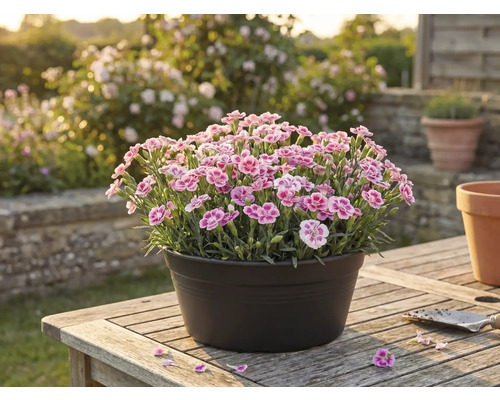 Garofițe într-un ghiveci pe o masă de lemn în grădină.