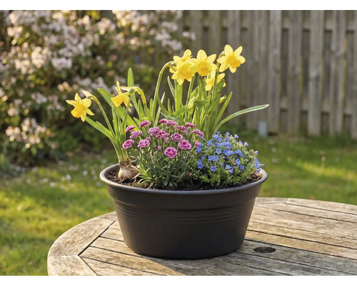 Aranjament floral cu narcise, garoafe și nu-mă-uita într-un ghiveci pe o masă de lemn