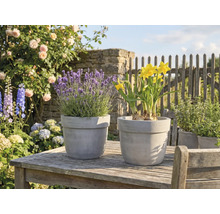 Lavandă și narcise în ghivece pe o masă de grădină