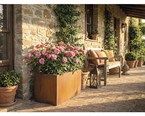 Terasa rustică cu trandafiri în jardiniere și o bancă de lemn cu perne.