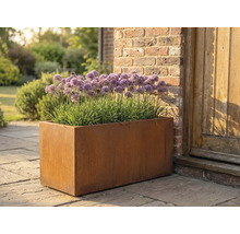 Jardinieră dreptunghiulară metalică cu plante Allium în grădină.