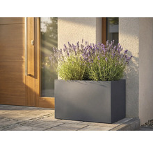 Jardinieră dreptunghiulară metalică cu lavandă în fața unei uși de intrare