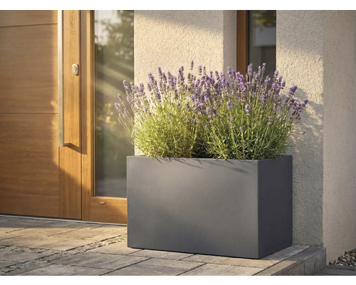 Jardinieră dreptunghiulară metalică cu lavandă în fața unei uși de intrare