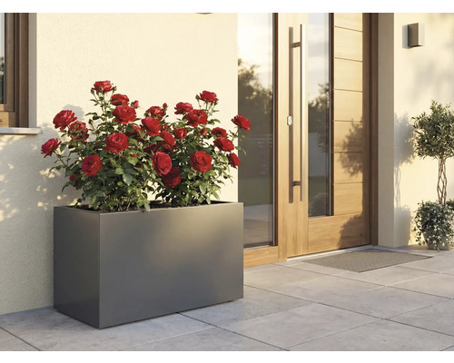 Jardinieră dreptunghiulară cu trandafiri roșii în fața unei case