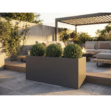 Exterior cu jardiniere dreptunghiulare închise la culoare care conțin trei plante sferice pe o terasă de piatră