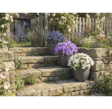 Amenajare grădină cu trepte de piatră și plante în ghivece cu flori