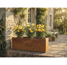 Jardinieră metalică dreptunghiulară cu trandafiri galbeni în grădină