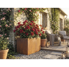 Zonă de grădină decorativă cu trandafiri în jardiniere şi scaune