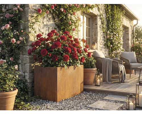 Zonă de grădină decorativă cu trandafiri în jardiniere şi scaune