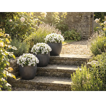 Trei ghivece cu clopoței albi pe o scară de piatră într-o grădină.