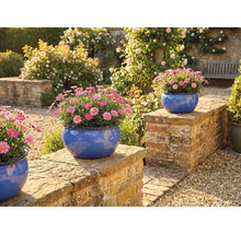 Scenă de grădină cu margarete în jardiniere albastre pe un zid