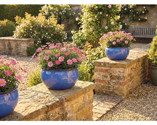 Scenă de grădină cu margarete în jardiniere albastre pe un zid