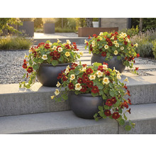 Trei ghivece cu capucini pe o scară de piatră în grădină.