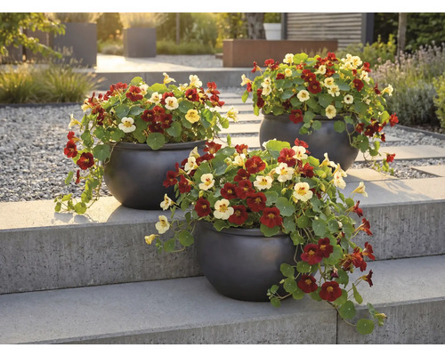 Trei ghivece cu capucini pe o scară de piatră în grădină.