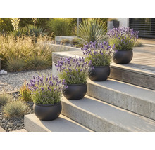 Plante decorative de lavandă în ghivece pe o scară în aer liber