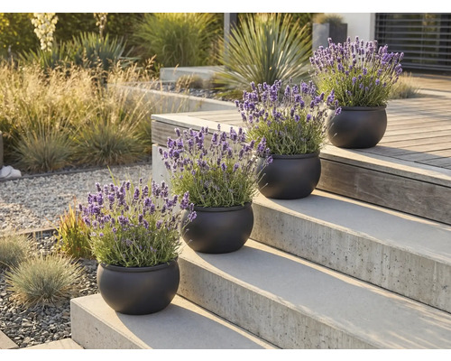 Plante decorative de lavandă în ghivece pe o scară în aer liber