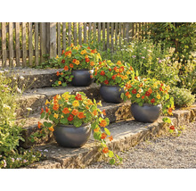 Scară de flori cu ghivece rotunde plantate și condurași