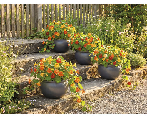 Scară de flori cu ghivece rotunde plantate și condurași