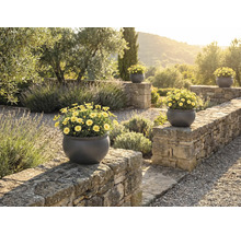 Vedere a grădinii cu zid de piatră și mai multe jardiniere rotunde cu margarete galbene