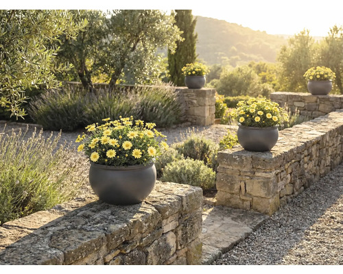 Vedere a grădinii cu zid de piatră și mai multe jardiniere rotunde cu margarete galbene