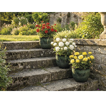 Trei tufe de trandafiri cu flori roșii, albe și galbene în ghivece pe o scară de piatră într-o grădină.