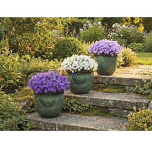 Trei clopoței în ghivece pe o scară de piatră într-o grădină.