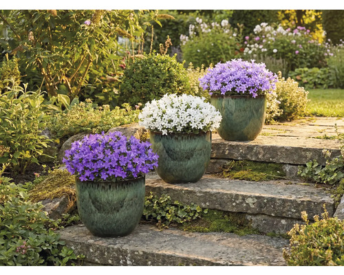 Trei clopoței în ghivece pe o scară de piatră într-o grădină.