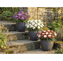 Trei trandafiri în ghivece pe o scară de piatră