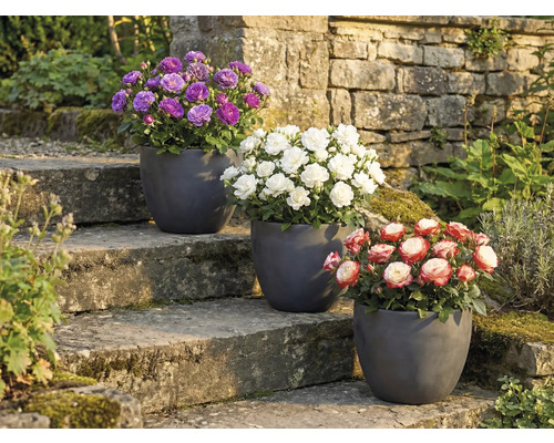 Trei trandafiri în ghivece pe o scară de piatră