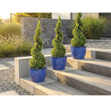 Trei buxusuri spiralate în jardiniere pe o scară de grădină.