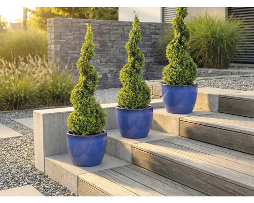 Trei buxusuri spiralate în jardiniere pe o scară de grădină.