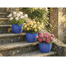 Trei tufe de trandafiri în ghivece pe o scară de piatră cu flori roz, galbene și roz.