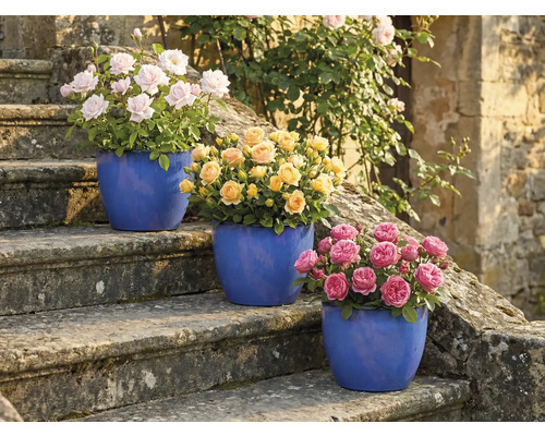 Trei tufe de trandafiri în ghivece pe o scară de piatră cu flori roz, galbene și roz.