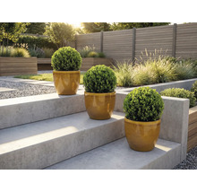 Trei arbuști de buxus rotunzi în ghivece pe o scară de grădină