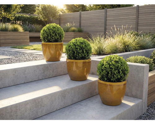 Trei arbuști de buxus rotunzi în ghivece pe o scară de grădină