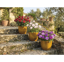 Trei trandafiri în ghivece pe trepte de piatră în grădină.