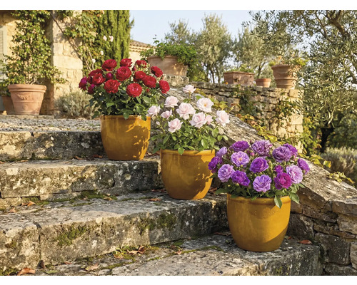 Trei trandafiri în ghivece pe trepte de piatră în grădină.