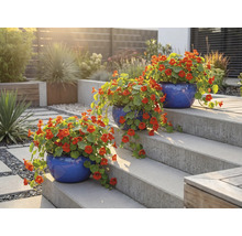 Trei ghivece albastre cu flori de condurul doamnei pe o scară de grădină