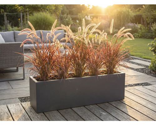 Iarbă decorativă FloraSelf Pennisetum x advena 'Fireworks | HORNBACH