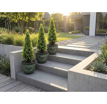 Trei plante în ghiveci pe o scară de beton într-o grădină modernă.