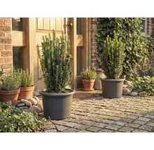 Grădină cu plante în ghivece în fața casei