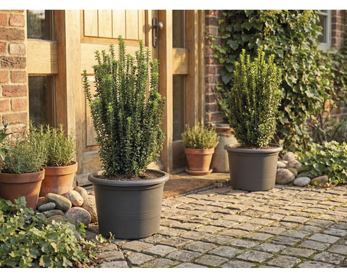 Grădină cu plante în ghivece în fața casei