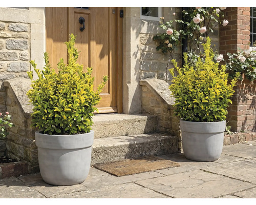 Plante decorative în ghivece în fața unei uși de intrare.