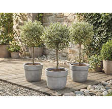 Trei arbuști de ligustrum în ghiveci pe o terasă din lemn