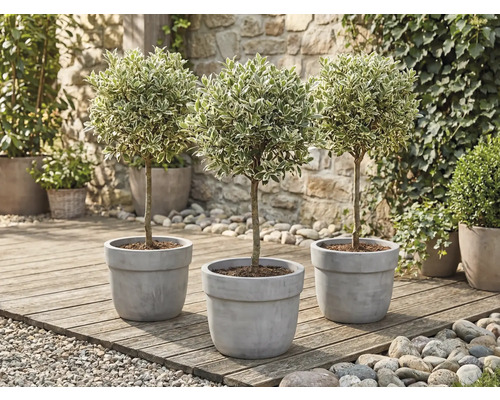 Trei arbuști de ligustrum în ghiveci pe o terasă din lemn